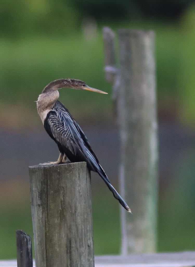 Anhinga on a piling