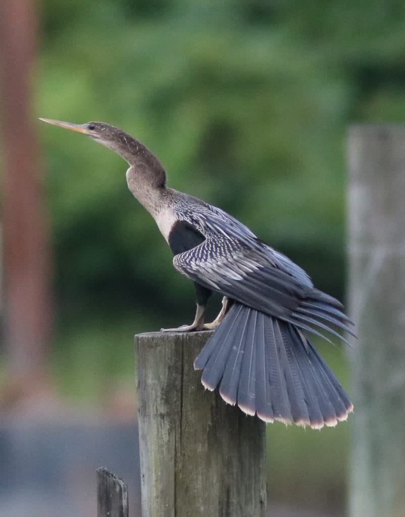 Anhinga with open tail