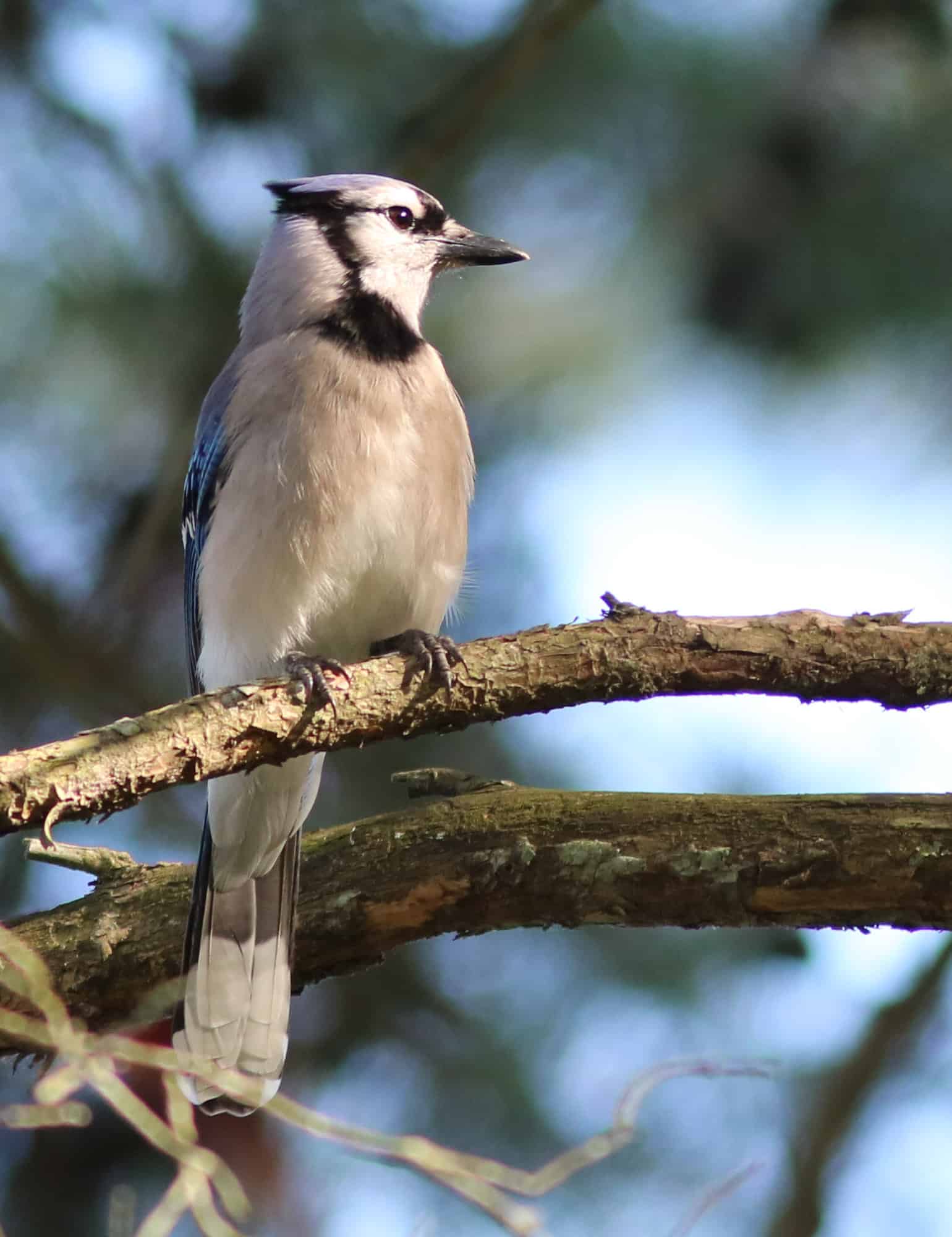 Perching blue jay