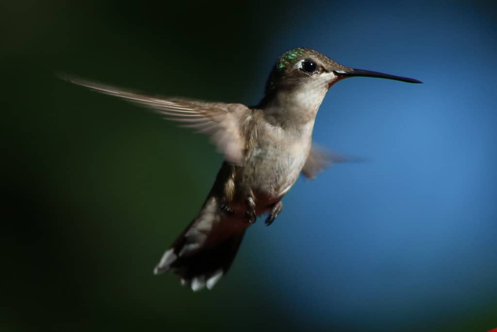 hovering hummingbird