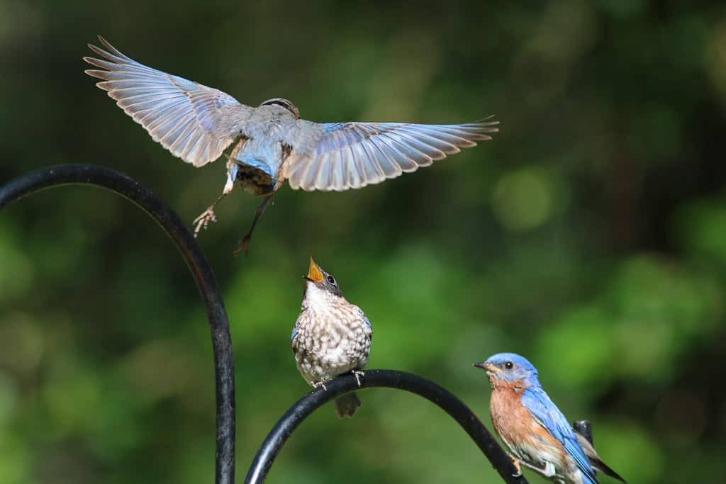 Fledgling Eastern Bluebird begging for food      ISO 400 300 mm f/4.5    1/640 sec