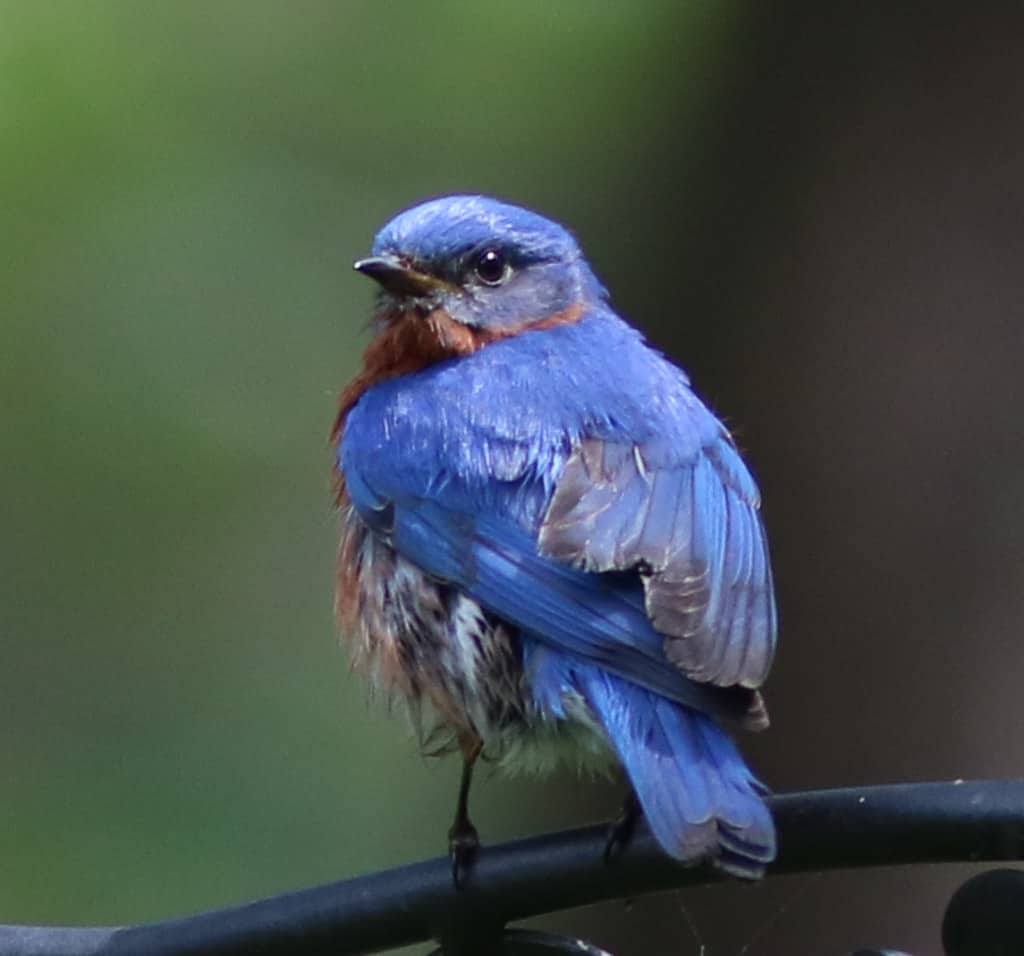 male blue bird