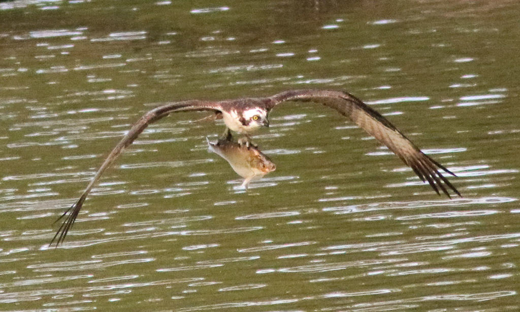 osprey flying with large fish