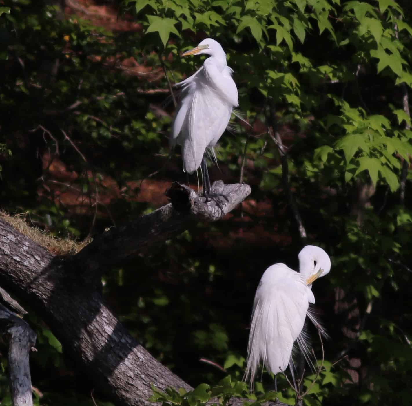 two great egrets preening