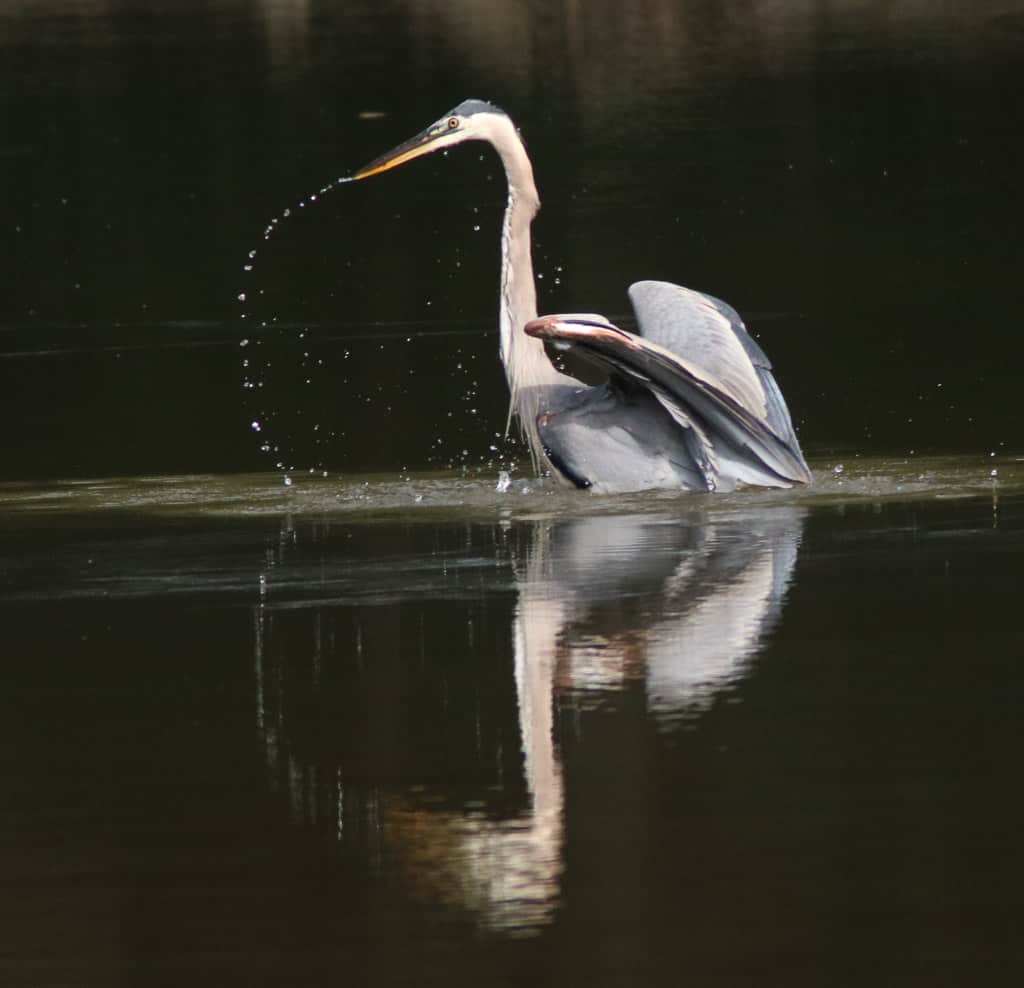 Great Blue Heron fishing