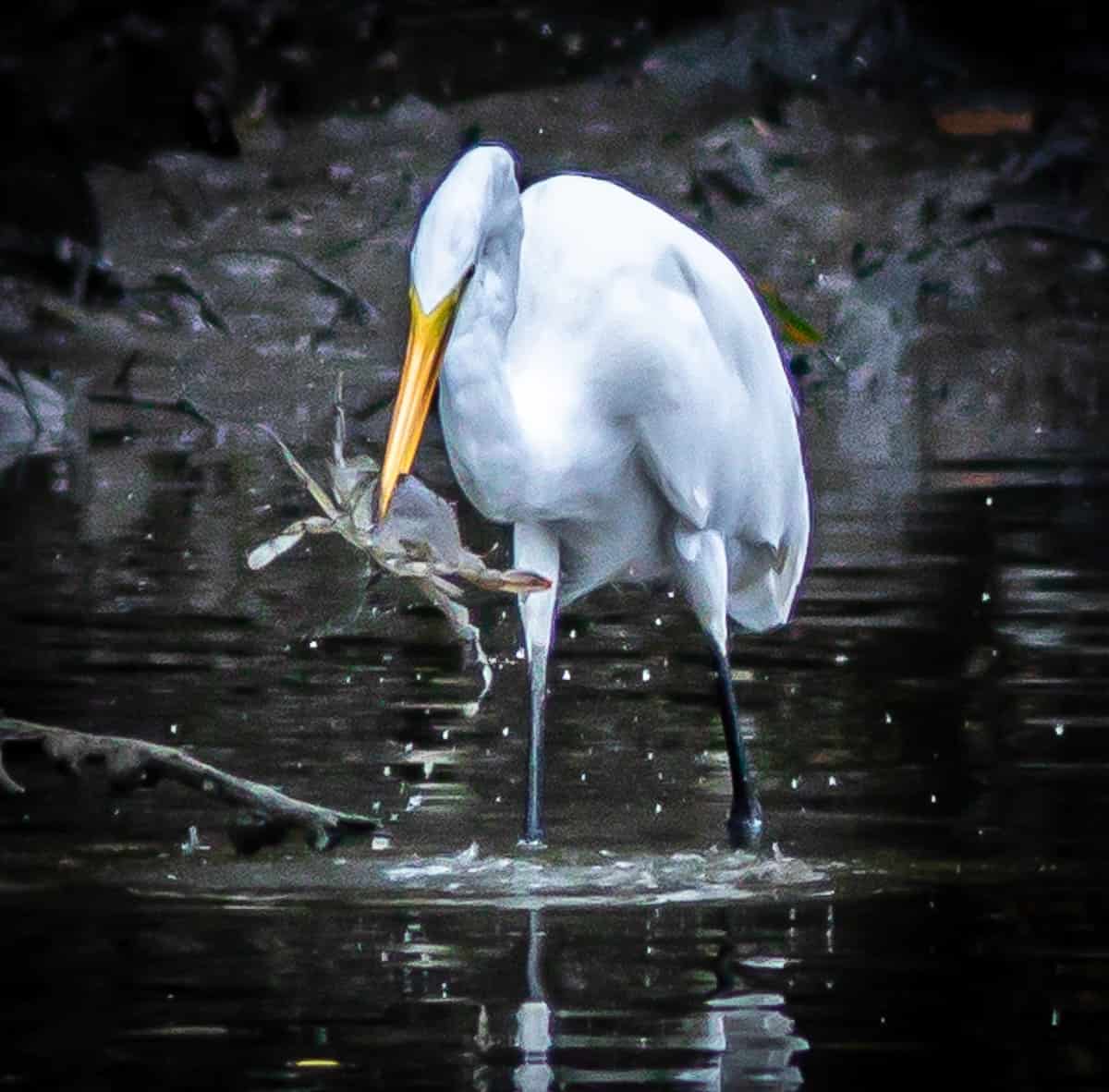 Great Egret Eat Blue Crab