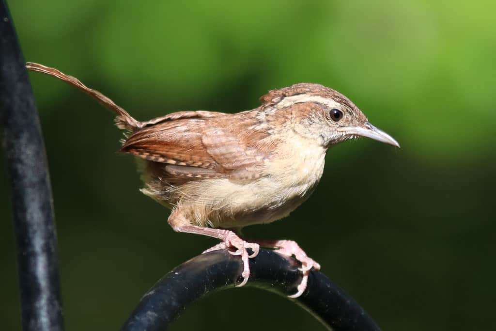 Carolina Wren