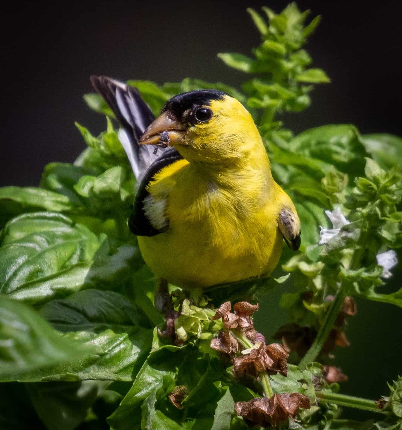 American gold finch in basil