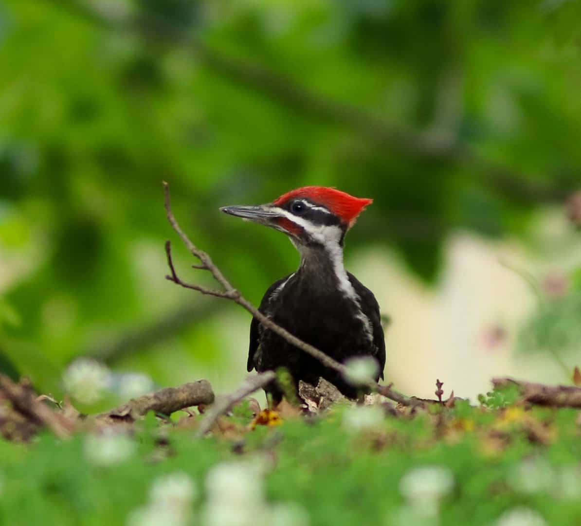 Pileated Woodpecker