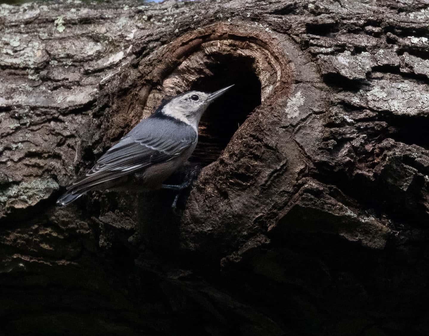 White-breasted