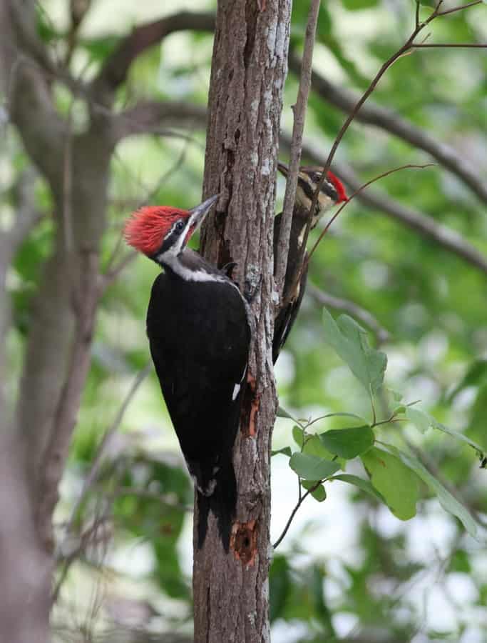 pileated woodpeckers