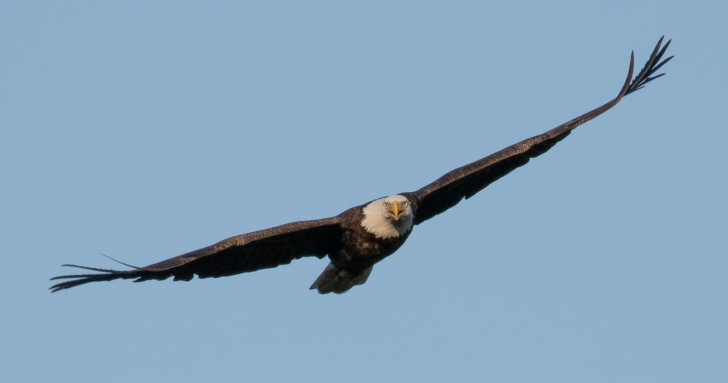 Bald Eagle