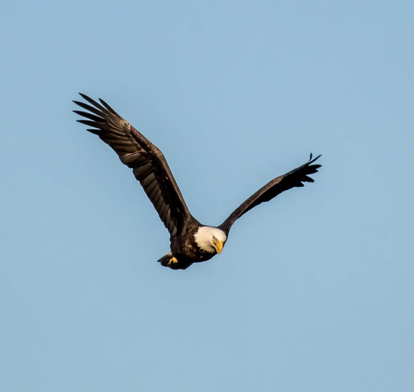 Bald Eagle flying with wings spread