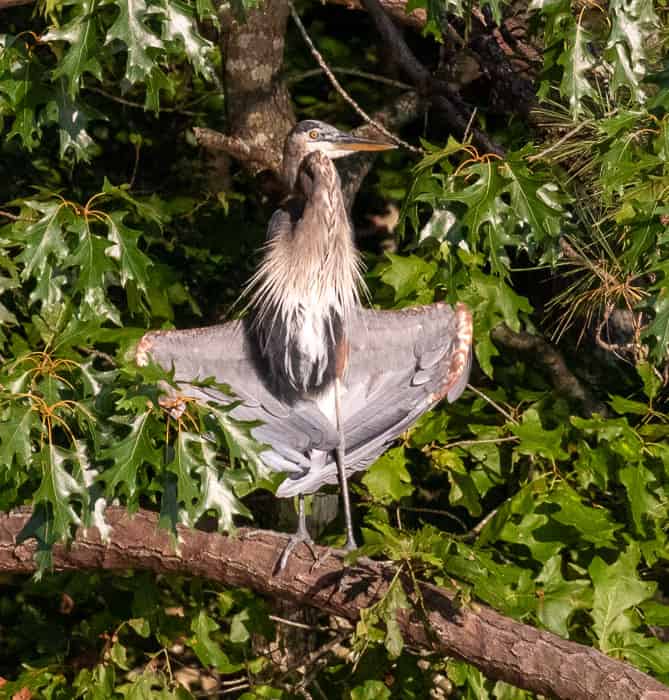 Great Blue Heron