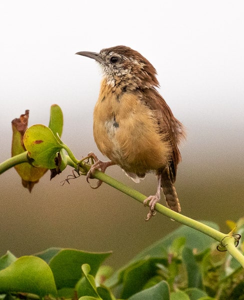 Carolina Wren