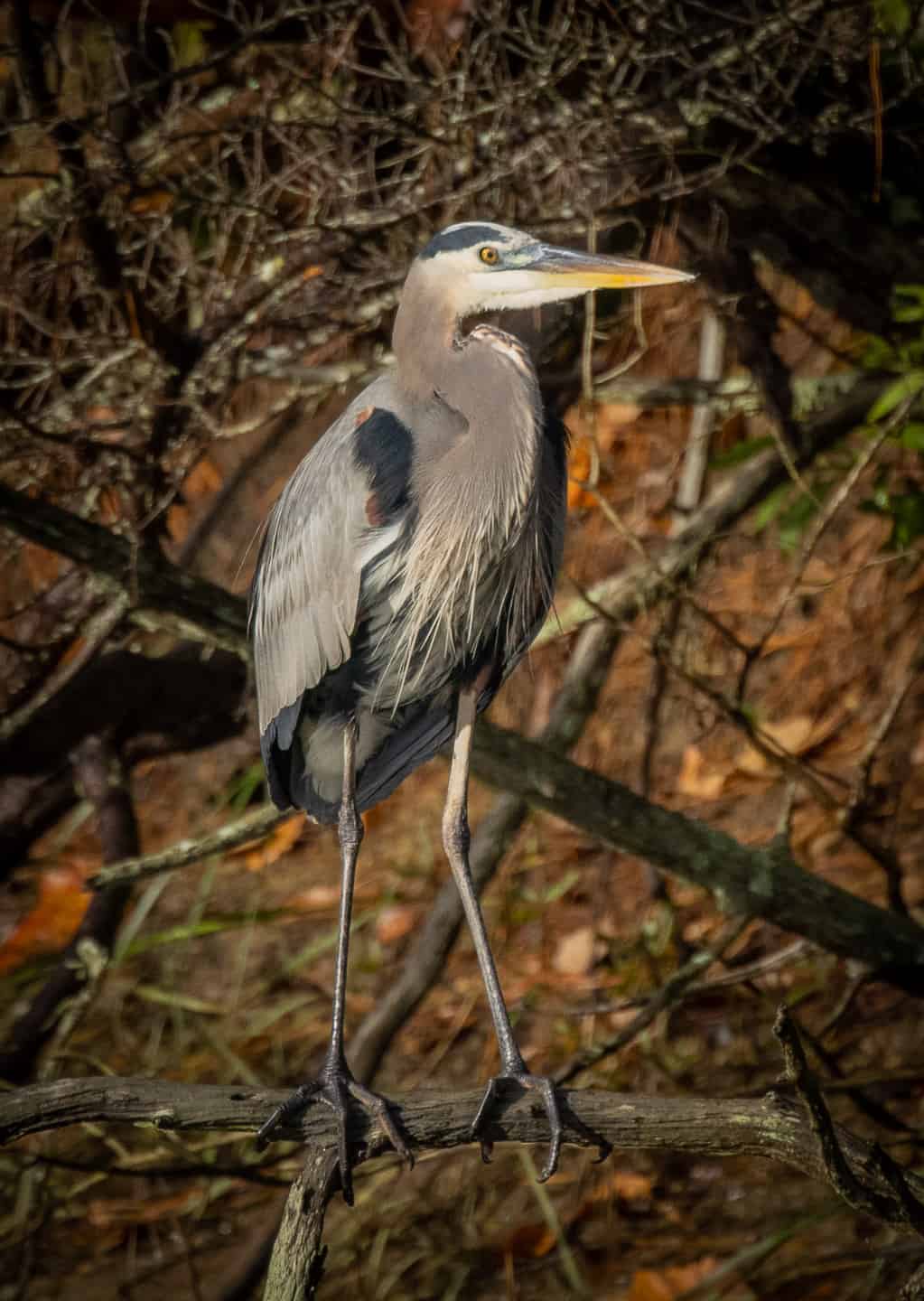 Great Blue Heron