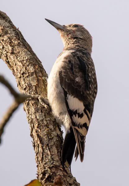 Red-headed Woodpecker