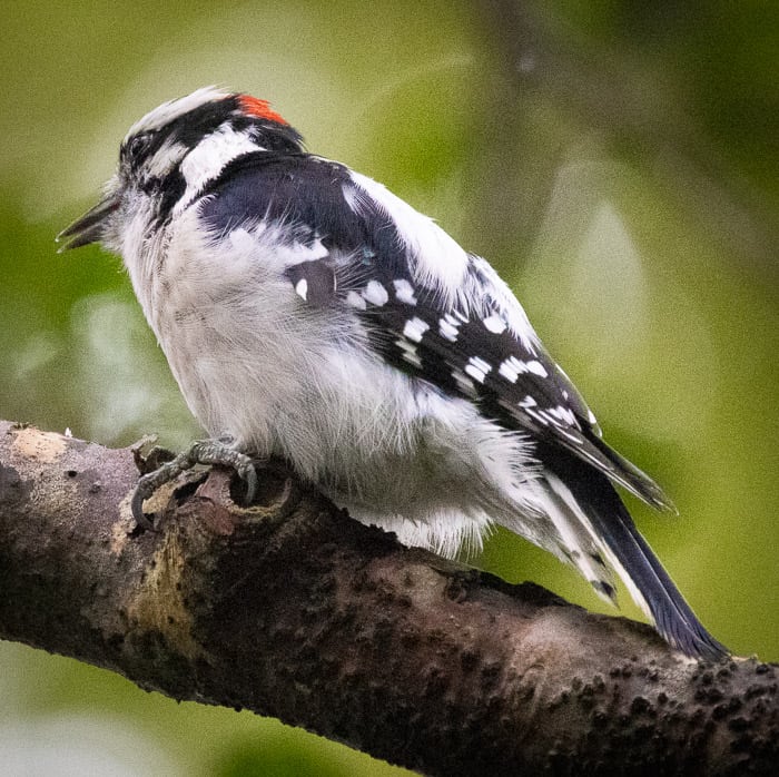 Male Downy Woodpecker