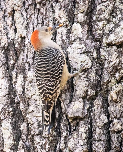 Red-Bellied Woodpecker