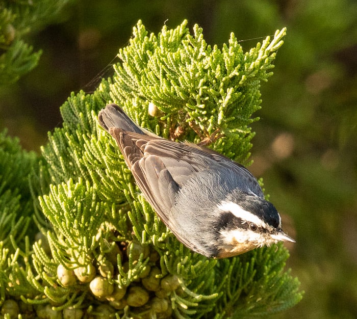 Red-breasted nuthatch in Nags Head NC