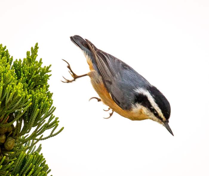 Red-breasted Nuthatch