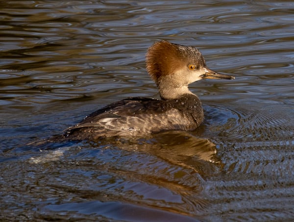 Female Hooded Merganzer