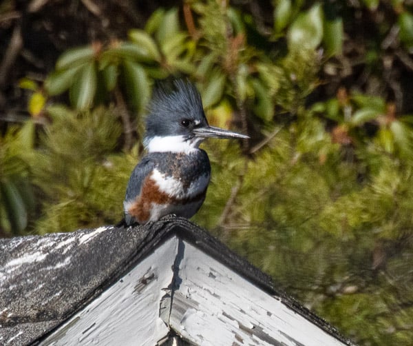 Belted Kingfisher