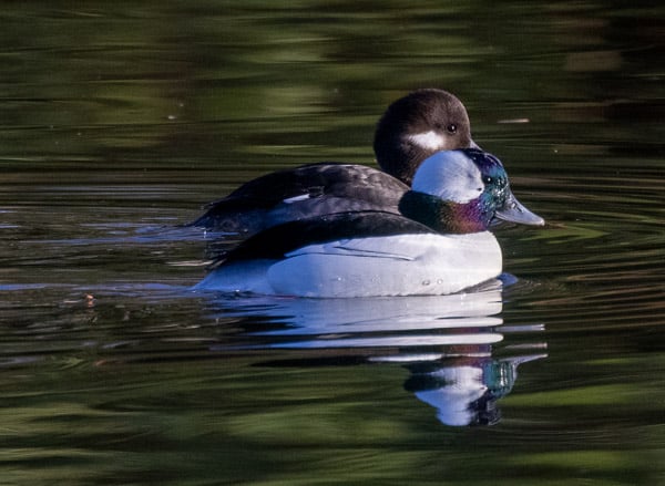 Male and Female Buffleheads