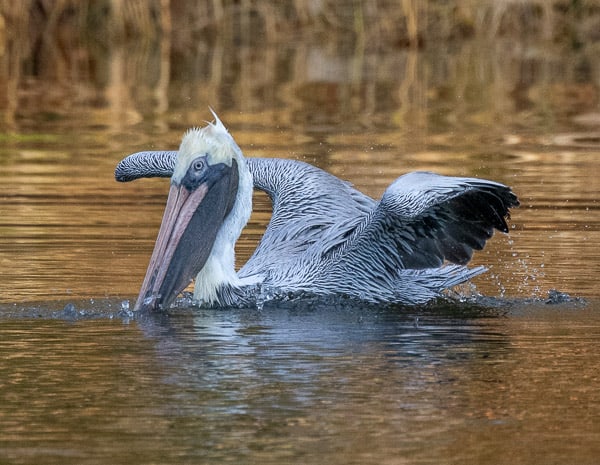 Brown Pelican on the water