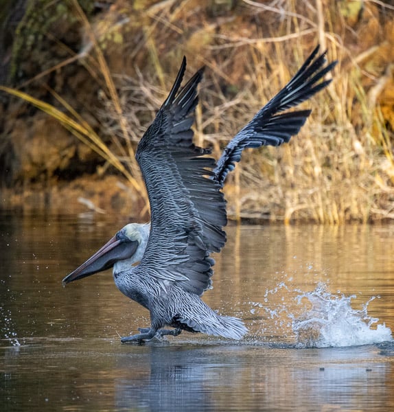 Brown Pelican