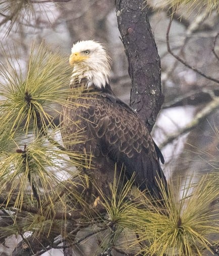 American Bald Eagle