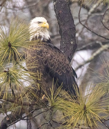 Bald Eagle