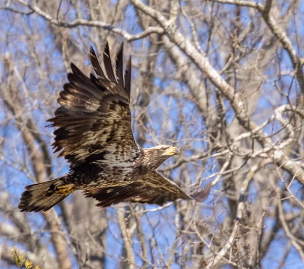 Juevenille Bald EAgle