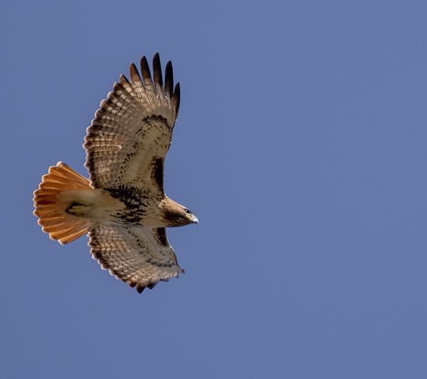 Red-tailed hawk in flight