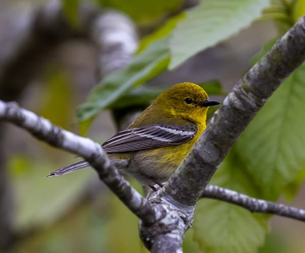 Pine Warbler