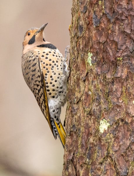 Northern Flicker