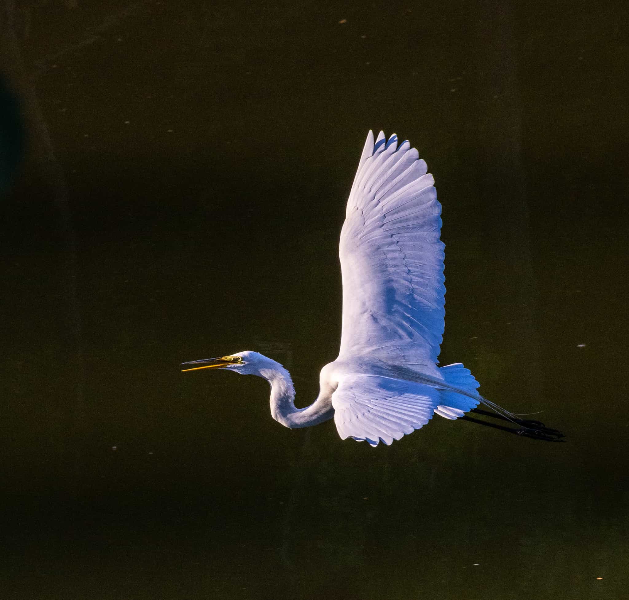 Great Egret