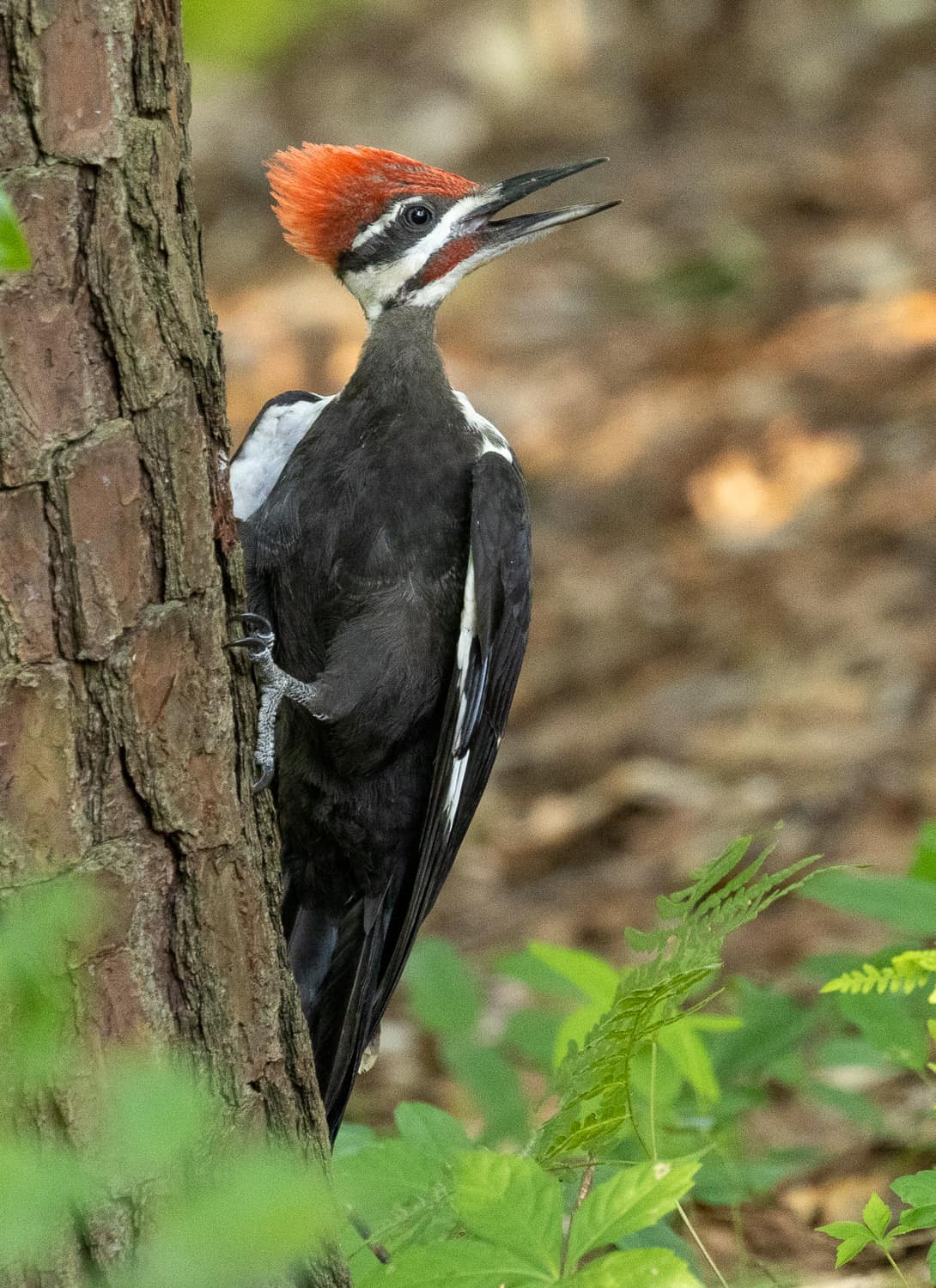 Pileated Woodpecker