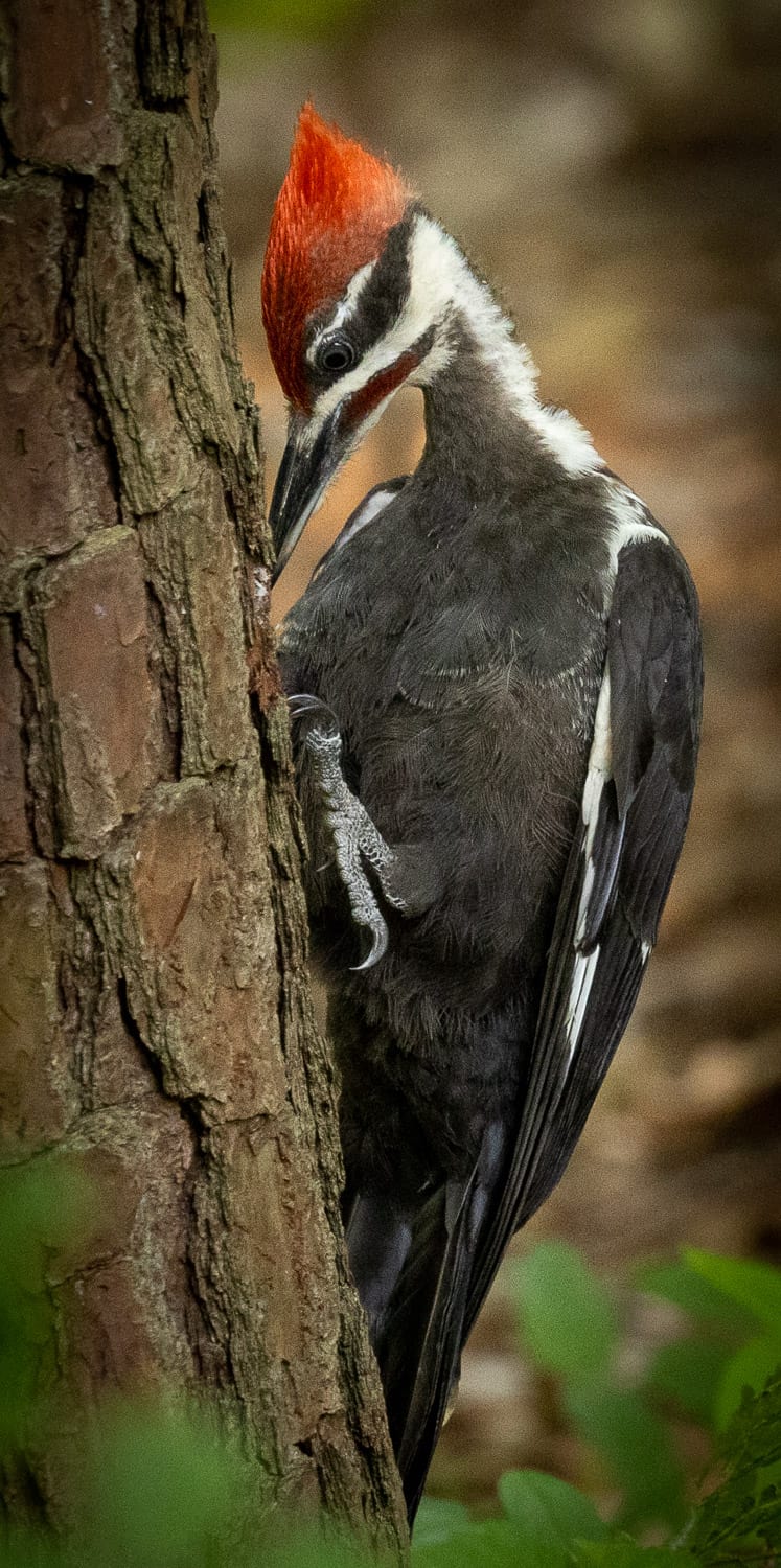 Pileated Woodpecker ISO 2000 400 mm f/5.6 1/160