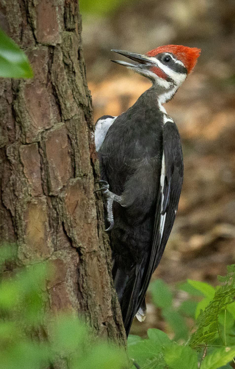 Pileated Woodpecker ISO 2000 400 mm f/5.6 1/160