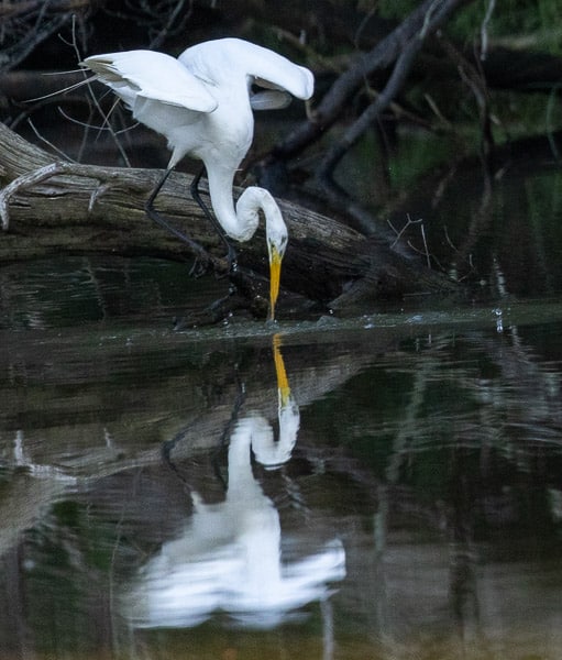 Great Egret Fishing