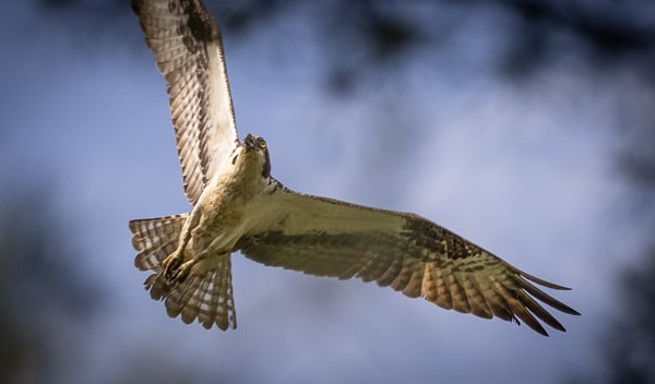 Osprey