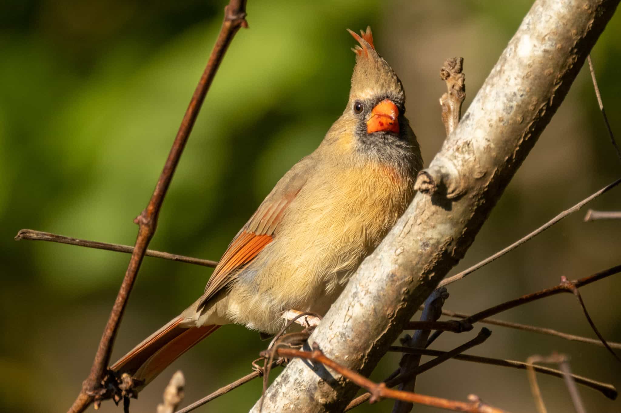 Female Cardinal