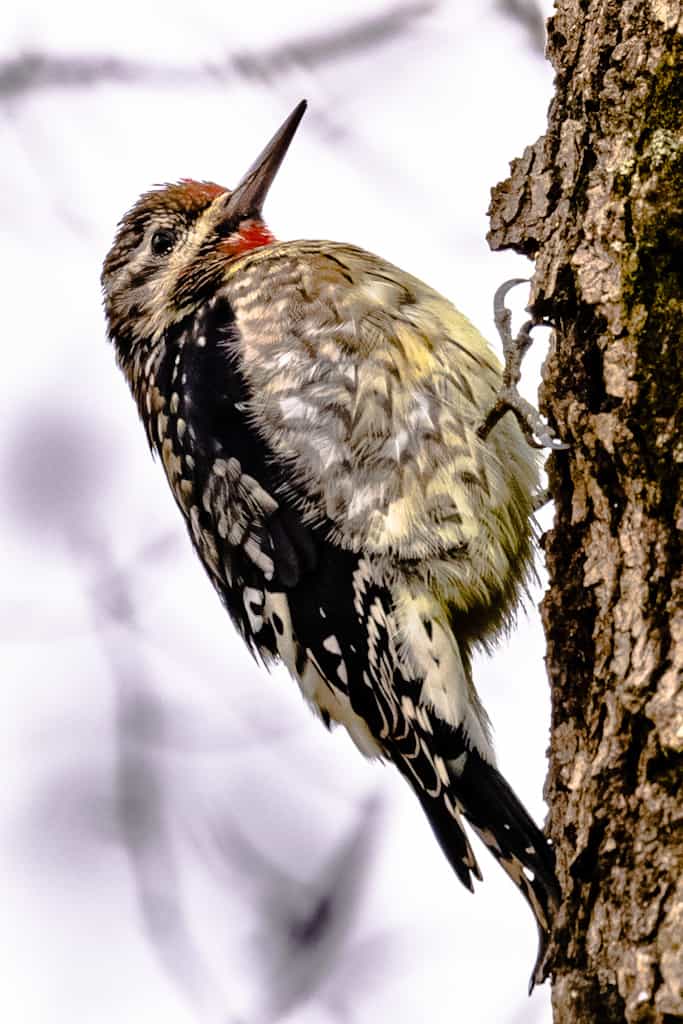 Yellow-bellied Sapsucker