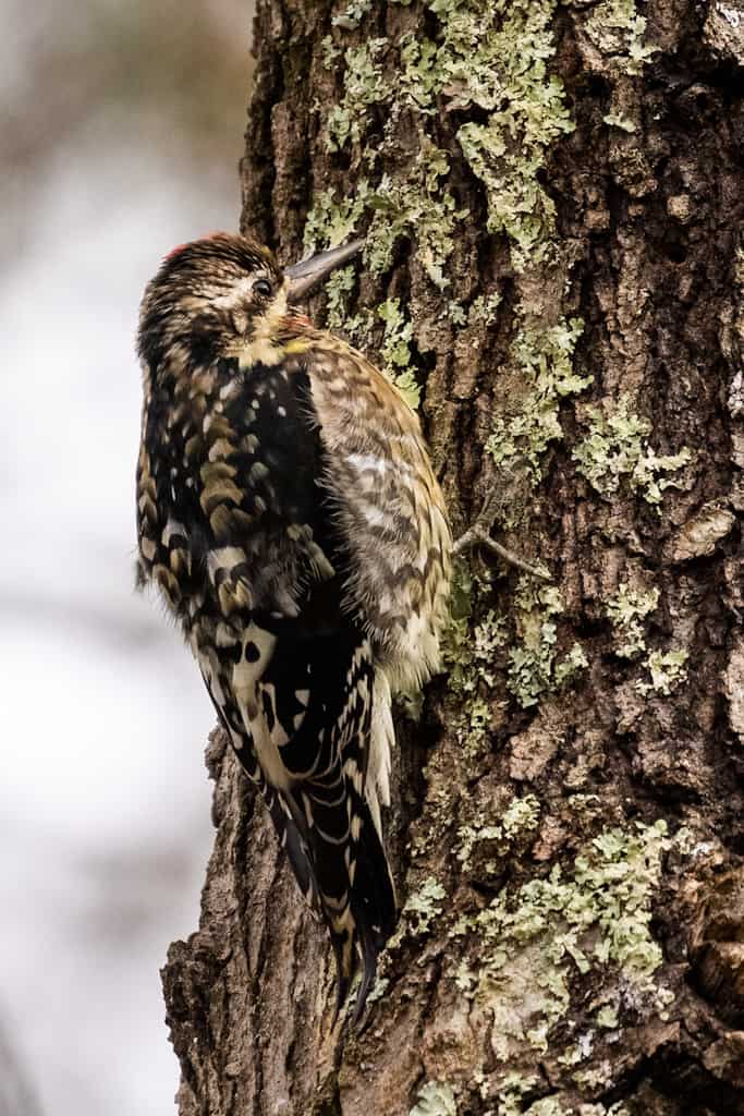 Yellow-bellied Sapsucker