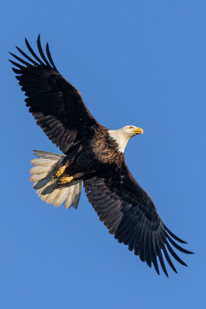 Bald Eagle