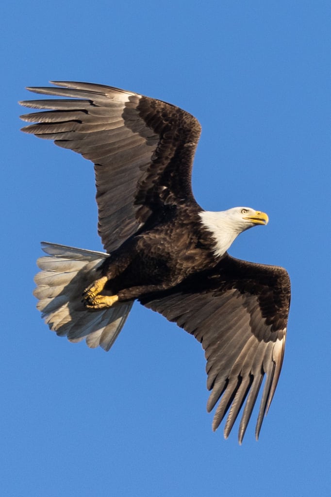 Bald Eagle