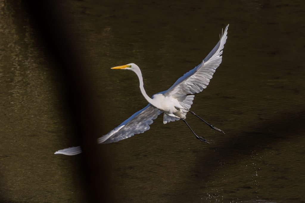 Great Egret