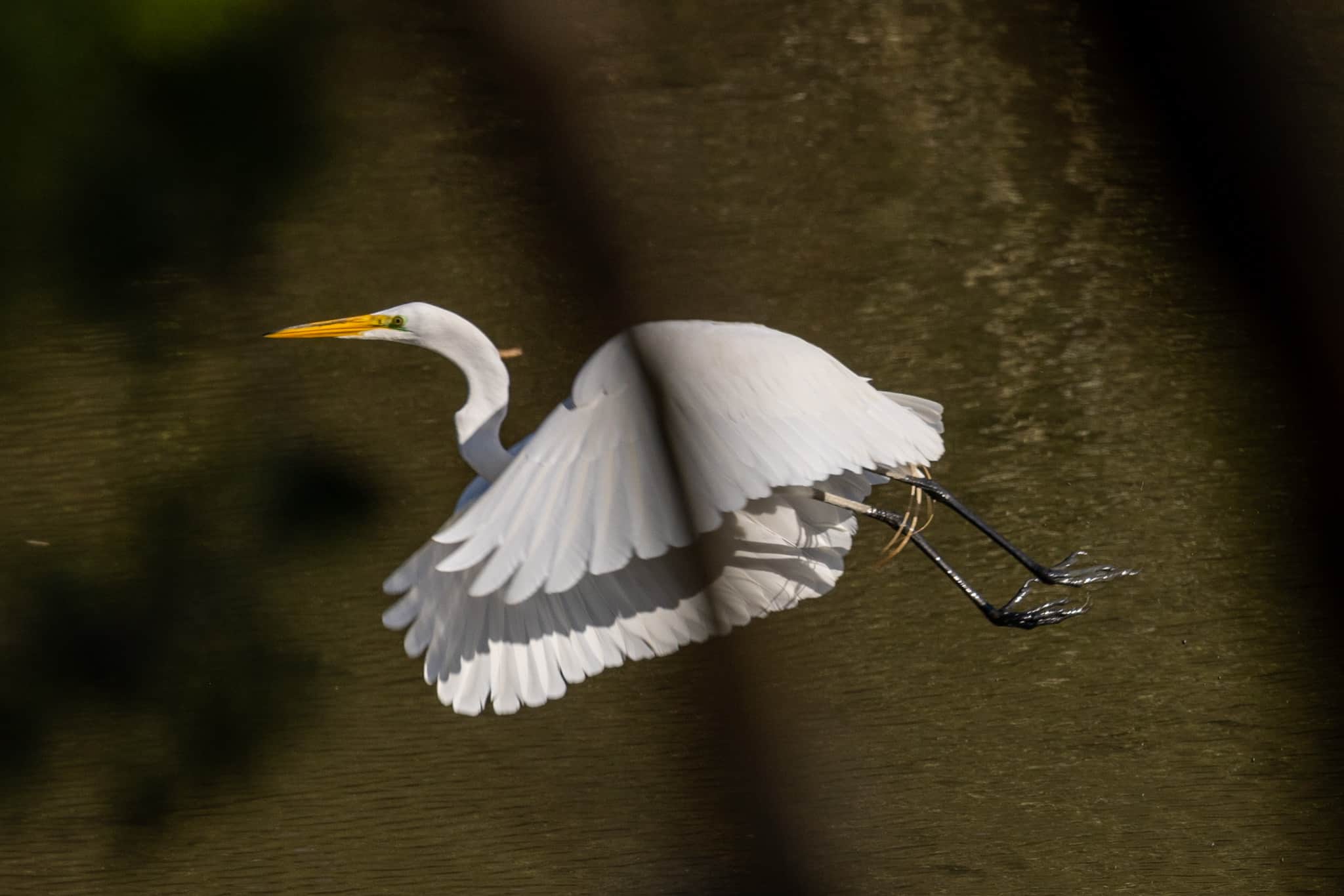 Great Egret