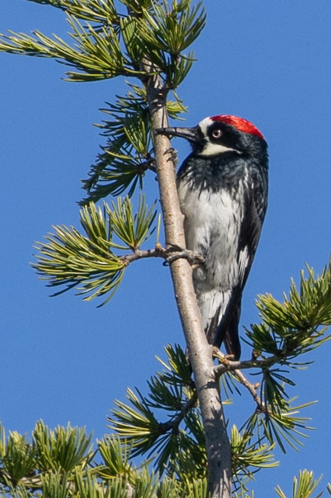 Male Acorn Woodpecker